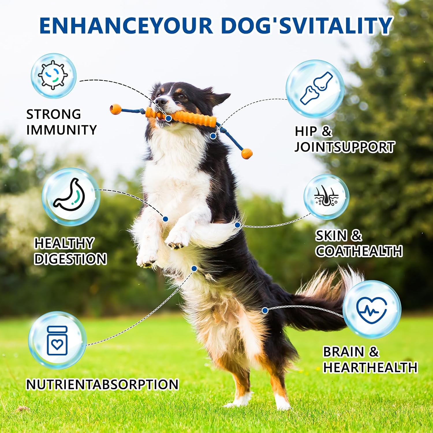 40-in-1 Dog Vitamins Chewable Multivitamin for Dogs Supplements with Glucosamine MSM - Turkey Tail Mushroom, Digestive Enzymes Gut Probiotics, Hip & Joint, Skin & Coat Immune... 12 40-in-1 Dog Vitamins Chewable Multivitamin for Dogs Supplements with Glucosamine MSM - Turkey Tail Mushroom, Digestive Enzymes Gut Probiotics, Hip & Joint, Skin & Coat Immune...
