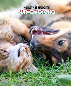 Sun Chlorella Pet Treats, Chlorella & Eleuthero Daily Supplement, 120 Bites 23 Sun Chlorella Pet Treats, Chlorella & Eleuthero Daily Supplement, 120 Bites