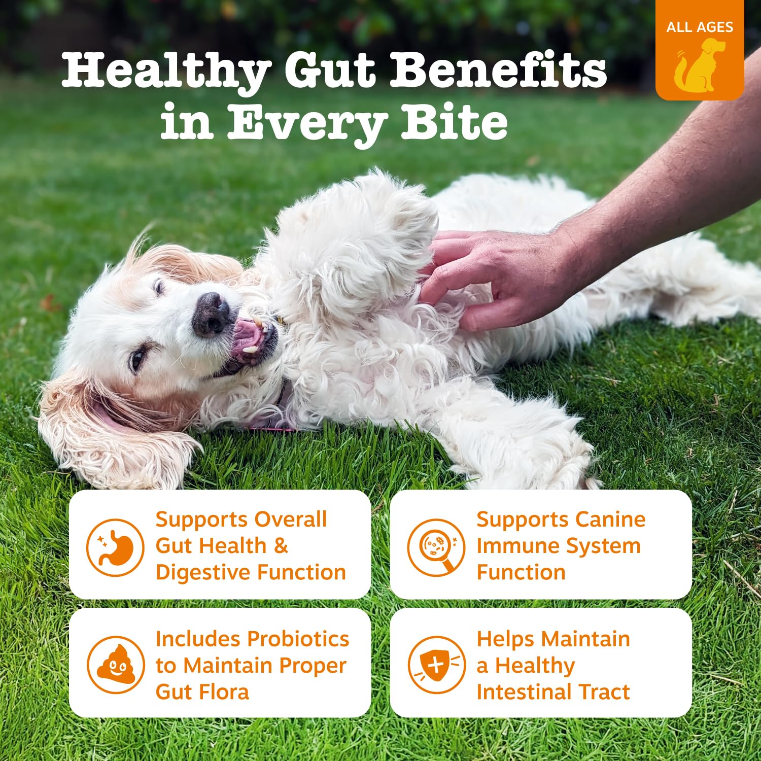 Zesty Paws Probiotic Bites Pumpkin + Multivitamin Powder for Dogs 12 Zesty Paws Probiotic Bites Pumpkin + Multivitamin Powder for Dogs
